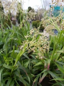 Luzula sylvatica 3L - image 2