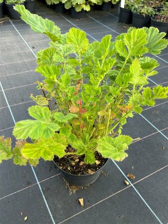 Geum chiloense 'Mrs Bradshaw' 2L - image 2