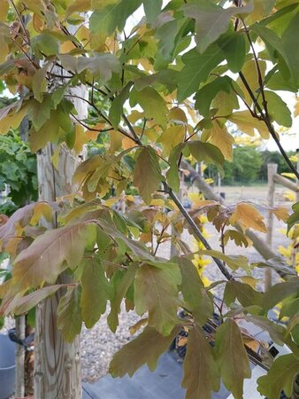 Acer griseum 100-125 Multi Stem 38L Airpot - image 3