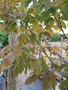 Acer griseum 100-125 Multi Stem 38L Airpot - image 3