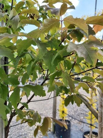 Acer griseum 100-125 Multi Stem 38L Airpot - image 2