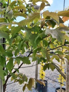 Acer griseum 100-125 Multi Stem 38L Airpot - image 2