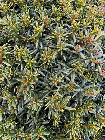 Taxus b. 'Summergold' 50cm Ball Root Ball - image 1