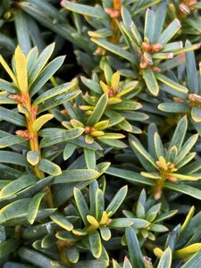 Taxus b. 'Summergold' 50cm Ball Root Ball - image 2