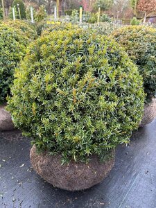Taxus b. 'Summergold' 50cm Ball Root Ball - image 3