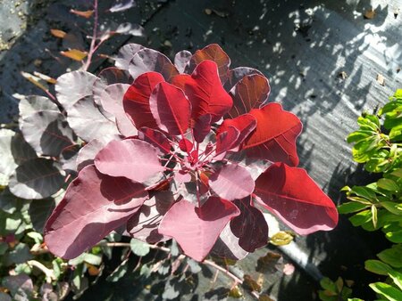 Cotinus cog. 'Dusky Maiden' 175-200 25L
