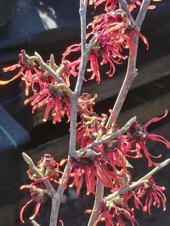 Hamamelis int. 'Diane' 125-150 25L - image 1