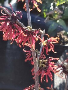 Hamamelis int. 'Diane' 125-150 25L - image 2