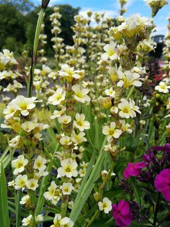 Sisyrinchium striatum 2L - image 1