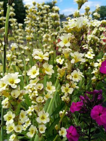 Sisyrinchium striatum 2L - image 2