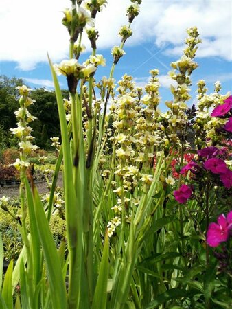 Sisyrinchium striatum 2L - image 3