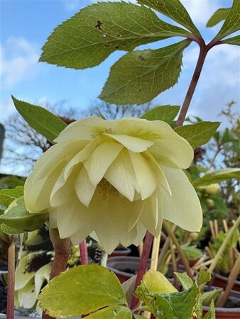Helleborus o. 'Queen Double Creme' 2L - image 1