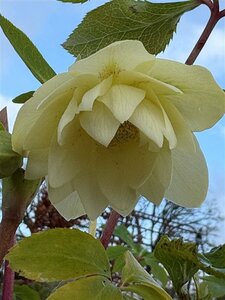 Helleborus o. 'Queen Double Creme' 2L - image 2