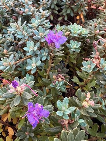 Rhododendron impeditum 2L - image 2