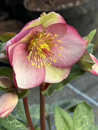 Helleborus 'Frostkiss Glenda's Gloss' 1L - image 2