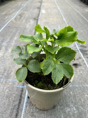 Helleborus or. 'White Spotted' 1L