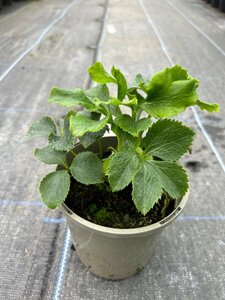 Helleborus or. 'White Spotted' 1L
