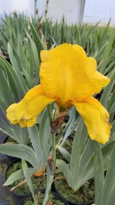 Iris (G) 'Ola Kala' 2L - image 1