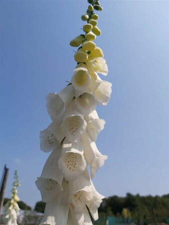 Digitalis purp. 'Alba' 3L
