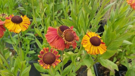 Helenium 'Sahin's Early Flowerer' 2L - image 1
