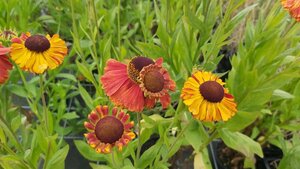 Helenium 'Sahin's Early Flowerer' 2L - image 1