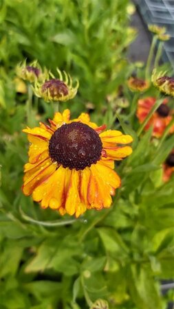 Helenium 'Sahin's Early Flowerer' 2L - image 2