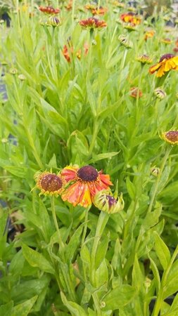 Helenium 'Sahin's Early Flowerer' 2L - image 3