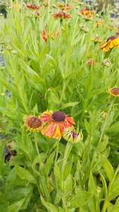 Helenium 'Sahin's Early Flowerer' 2L - image 3