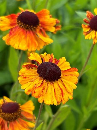 Helenium 'Sahin's Early Flowerer' 2L - image 5