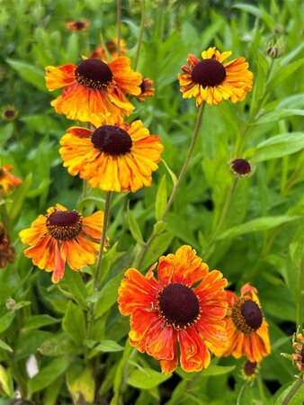 Helenium 'Sahin's Early Flowerer' 2L - image 6