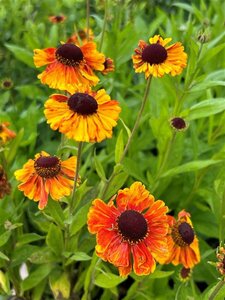 Helenium 'Sahin's Early Flowerer' 2L - image 6