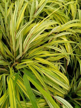 Hakonechloa macra Aureola 1L