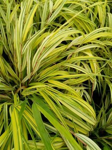 Hakonechloa macra Aureola 1L