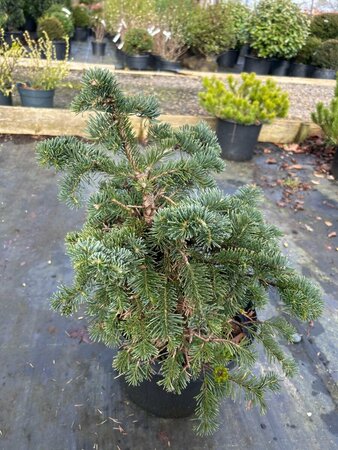Abies lasiocarpa 'Green Globe' 15L