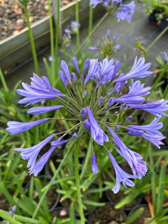 Agapanthus africanus 3/+ 2L - image 2
