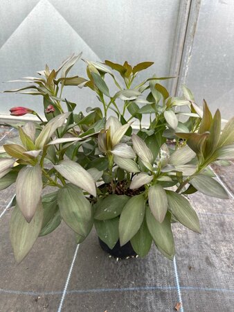 Alstroemeria Indian Summer 2L - image 2