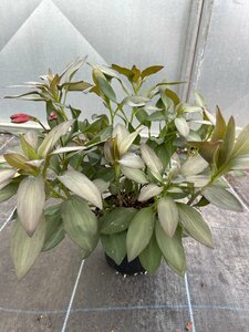 Alstroemeria Indian Summer 2L - image 2