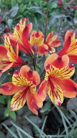 Alstroemeria Indian Summer 2L - image 1