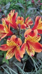 Alstroemeria Indian Summer 2L - image 1