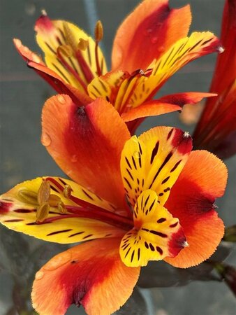 Alstroemeria Indian Summer 2L - image 3