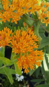 Asclepias tuberosa 2L - image 2