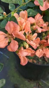 Chaenomeles spec. 'Geisha Girl' 10L