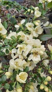 Chaenomeles sup. 'Lemon and Lime' 10L
