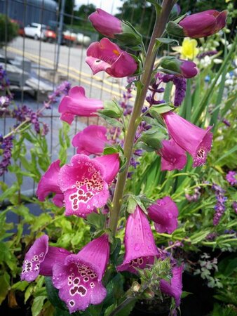 Digitalis Camelot 3L