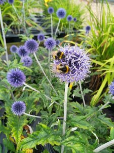 Echinops ritro Veitch's Blue 2L - image 1
