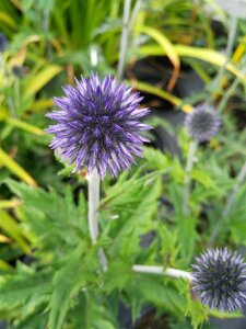 Echinops ritro Veitch's Blue 2L - image 2
