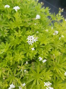 Galium odoratum 2L - image 1
