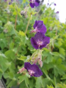 Geranium phaeum Raven 2L
