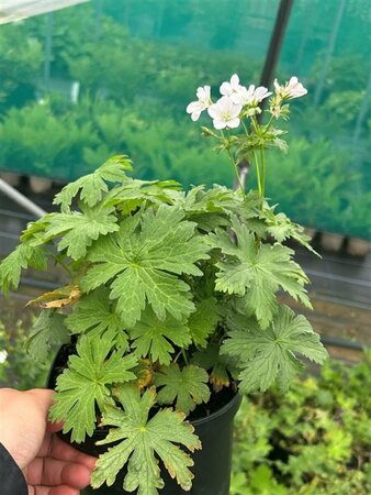 Geranium sylv. 'Album' 2L - image 1