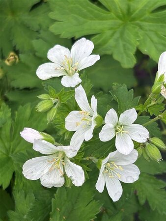 Geranium sylv. 'Album' 2L - image 2